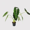 Alocasia Frydek -Garden Plants Shop 20220224 140833 PhotoRoom