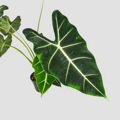 Alocasia Frydek -Garden Plants Shop 20220224 140848 PhotoRoom