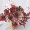 Begonia 'Star Bright' -Garden Plants Shop 2487041