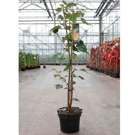 Fremontodendron Californicum 4 Fremontodendron Californicum - Image 2