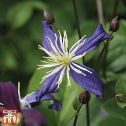 Clematis All Season Climbing Collection -Garden Plants Shop 48
