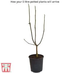 Magnolia X Loebneri 'Wildcat' -Garden Plants Shop 5litre potted plant