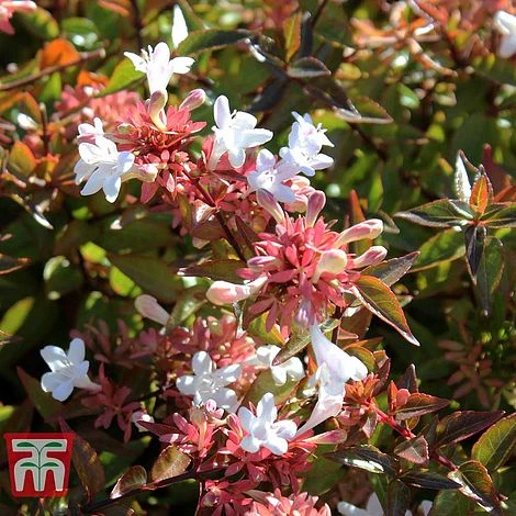Abelia X Grandiflora 3 Abelia X Grandiflora