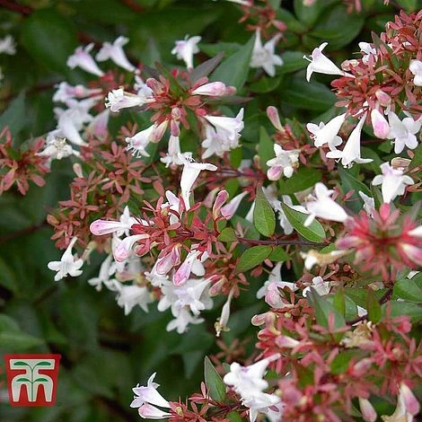 Abelia X Grandiflora 4 Abelia X Grandiflora - Image 2