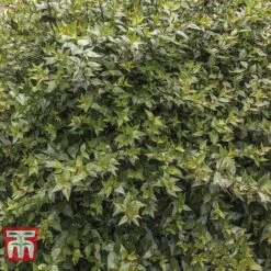Abelia X Grandiflora 11 Abelia X Grandiflora -Garden Plants Shop ABEL T58113 D