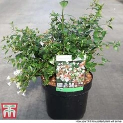 Abelia X Grandiflora 12 Abelia X Grandiflora -Garden Plants Shop ABEL T58113 P