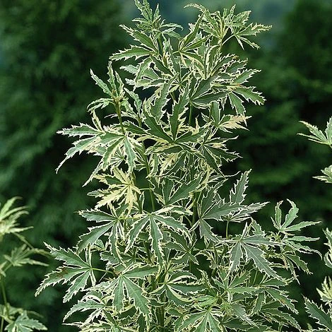 Acer Palmatum 'Butterfly' 4 Acer Palmatum 'Butterfly' - Image 2