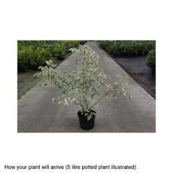 Acer Negundo 'Flamingo' -Garden Plants Shop ACER T68234 B h