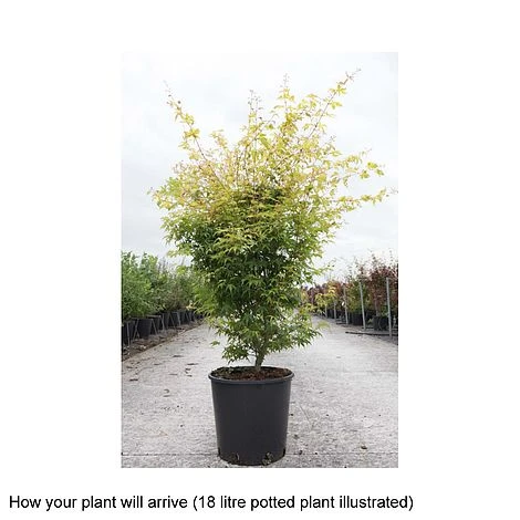 Acer Palmatum 'Katsura' 4 Acer Palmatum 'Katsura' - Image 2