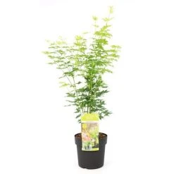 Acer Palmatum 'Going Green®' 13 Acer Palmatum 'Going Green®' -Garden Plants Shop ACER T72069 A1