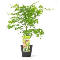 Acer Palmatum 'Going Green®' 11 Acer Palmatum 'Going Green®' -Garden Plants Shop ACER T72069 B
