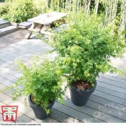 Acer Palmatum 'Going Green®' 10 Acer Palmatum 'Going Green®' -Garden Plants Shop ACER T72069 D1