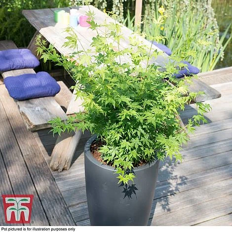 Acer Palmatum 'Going Green®' 4 Acer Palmatum 'Going Green®' - Image 2
