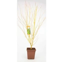 Acer Palmatum 'Bi Hoo' 7 Acer Palmatum 'Bi Hoo' -Garden Plants Shop ACER T72070 A1