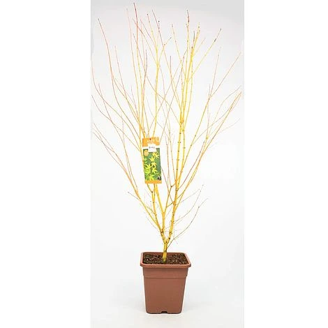 Acer Palmatum 'Bi Hoo' 5 Acer Palmatum 'Bi Hoo' - Image 3