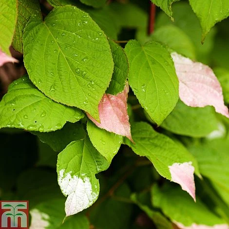 Actinidia 'Kolomikta' 3 Actinidia 'Kolomikta'