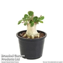 Adenium 'Ansu Baobab' 7 Adenium 'Ansu Baobab' -Garden Plants Shop ADEN BAOBA15CM T49835