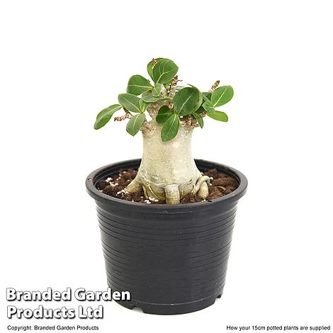 Adenium 'Ansu Baobab' 5 Adenium 'Ansu Baobab' - Image 3