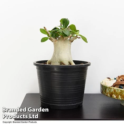 Adenium 'Ansu Baobab' 3 Adenium 'Ansu Baobab'