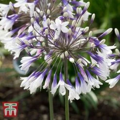 Agapanthus 'Fireworks' -Garden Plants Shop AGAP TKA3939 A