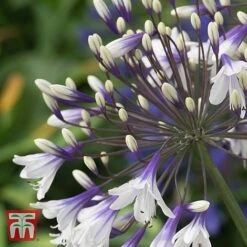 Agapanthus 'Fireworks' -Garden Plants Shop AGAP TKA3939 B