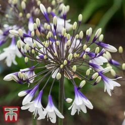 Agapanthus 'Fireworks' -Garden Plants Shop AGAP TKA3939 C