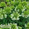 Agapanthus 'Emerald Ice' -Garden Plants Shop AGAP EMERALDIC H44646