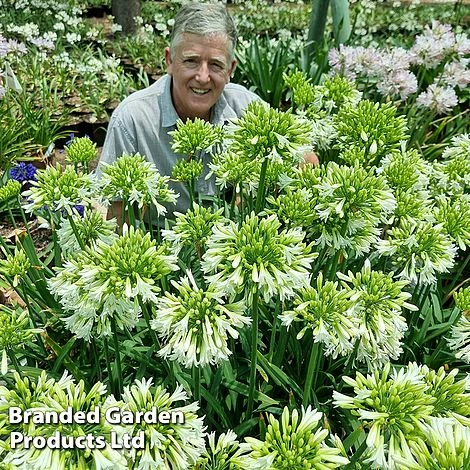 Agapanthus 'Emerald Ice' 4 Agapanthus 'Emerald Ice' - Image 2