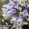 Agapanthus 'Ever Sparkle' -Garden Plants Shop AGAP EVERSPARK S44544
