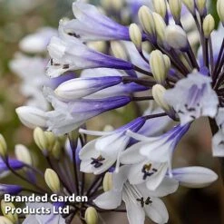 Agapanthus Everpanthus Collection -Garden Plants Shop AGAP EVERSPARK S445441