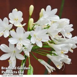 Agapanthus Everpanthus Collection -Garden Plants Shop AGAP EVERWHITE T43322