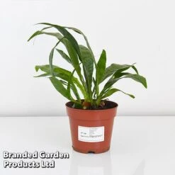 Aglaomorpha Coronans -Garden Plants Shop AGLA CORON12CM T43904