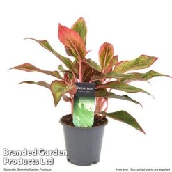 Aglaonema 'Crete' 11 Aglaonema 'Crete' -Garden Plants Shop AGLA CRETE12CM T50173