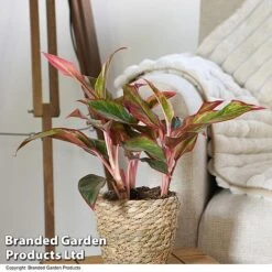 Aglaonema 'Crete' 9 Aglaonema 'Crete' -Garden Plants Shop AGLA CRETE T50175