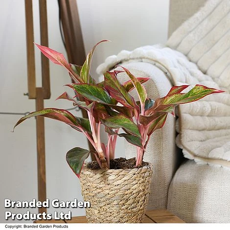 Aglaonema 'Crete' 5 Aglaonema 'Crete' - Image 3