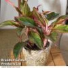 Aglaonema 'Crete' -Garden Plants Shop AGLA CRETE T50177