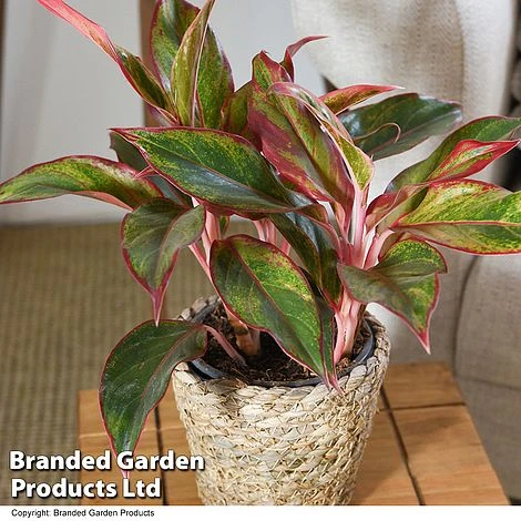 Aglaonema 'Crete' 3 Aglaonema 'Crete'