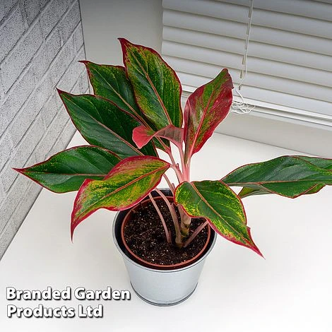 Aglaonema 'Crete' 6 Aglaonema 'Crete' - Image 4