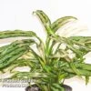 Aglaonema 'Cutlass' -Garden Plants Shop AGLA CUTLASS W48794