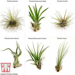 Air Plant Variety Collection -Garden Plants Shop AIR KB3490 B1
