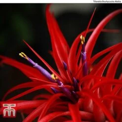 Air Plant Variety Collection -Garden Plants Shop AIR KB3490 C1