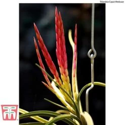 Air Plant Variety Collection -Garden Plants Shop AIR KB3490 E2