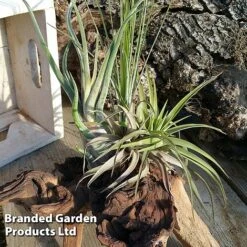 Air Plant On Bog Wood -Garden Plants Shop AIRP BOGWOOD4 S45967