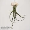 Airplant (Tillandsia) In Sea Urchin -Garden Plants Shop AIRP SEAURCH1