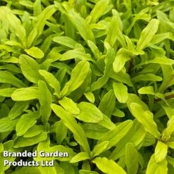 Ajuga Feathered Friends Trio -Garden Plants Shop AJUG CORDIALCA H394431