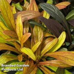 Ajuga Feathered Friends Trio -Garden Plants Shop AJUG FANCYFINC H394341