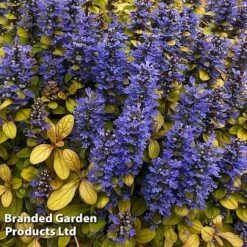 Ajuga Feathered Friends Trio -Garden Plants Shop AJUG PETITEPAR H394481