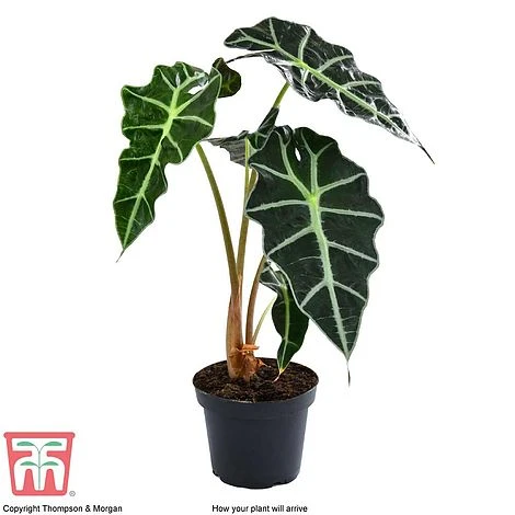 Alocasia X Amazonica 11 Alocasia X Amazonica - Image 9