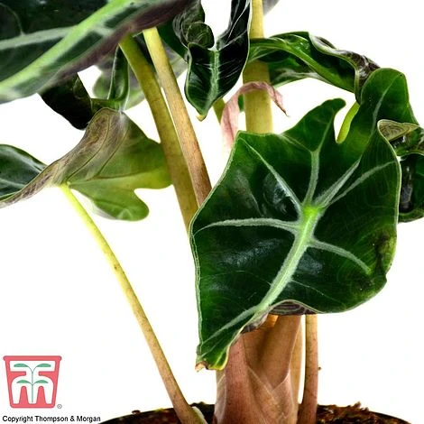 Alocasia X Amazonica 9 Alocasia X Amazonica - Image 7