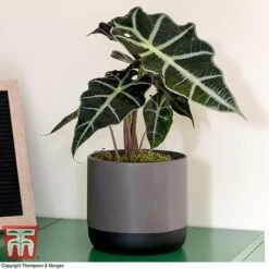 Alocasia X Amazonica 13 Alocasia X Amazonica -Garden Plants Shop ALO KB1116 C